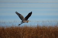 Heron in Flight