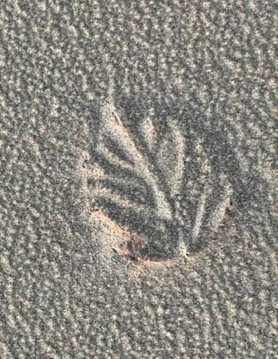 Image of a leaf imprinted in sand